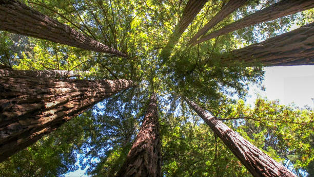 How Our Tree Care Process Works  in  Hackensack, NJ